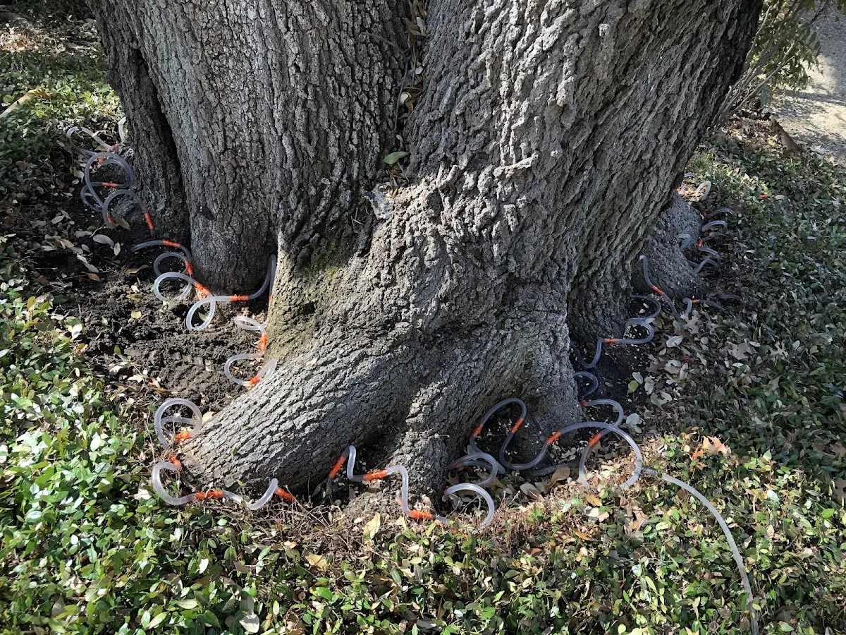 Detailed Tree Cabling and Bracing job site in Webster City