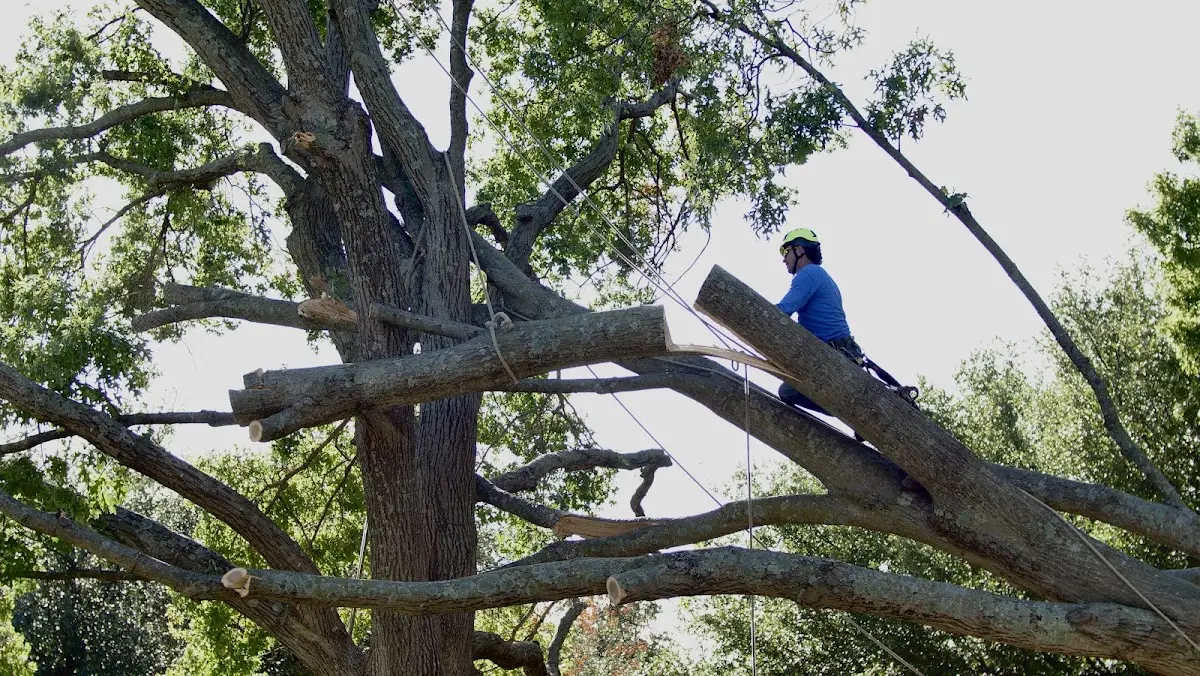 Professional Crown Thinning performed by certified arborists in Webster City