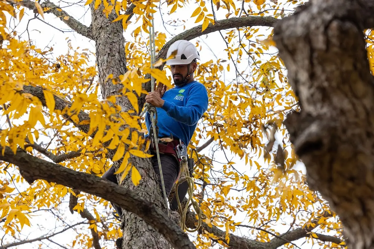 Skilled Tree Planting crew working in Webster City